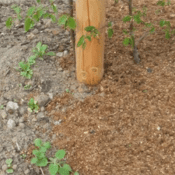 Strovan stropellets